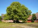 Källs Nöbbelövs prästgård. Det stora vårdträdet mitt på gården.