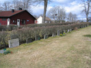 Delar av linjegravsområdet i kvarter E. De små enkla
gravvårdarna är typiska för linjegravsområdena. Form
och dekor är ofta den samma som på mera påkostade
gravvårdar. 
