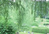 På Bråneryds kyrkogård är vegetationen en stor del av helhetsintrycket.