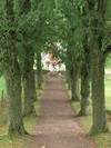 Den stämningsladdade lindallén från landsvägen upp till västra kyrkogårdsgrinden.
