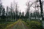 Sjoutnäsets kapell med omgivande kyrkogård. Vy från väster. 


Bilderna är tagna av Martin Lagergren & Emelie Petersson vid Jämtlands läns museum i samband med inventeringen, 2004-2005. 