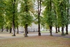 Vänersborgs kyrka är numera omgiven av en park med höga lindar och grusade gångar som löper samman här bakom koret i öster. 
