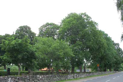 En oregelbunden trädkrans av lönn omgärdar den äldre
kyrkogården.