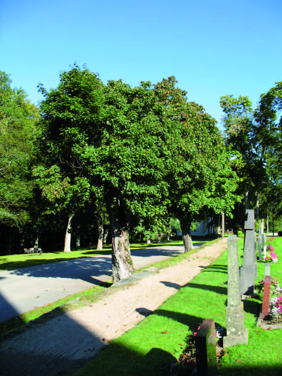 Trädkransen invid västra kyrkogårdsmuren.