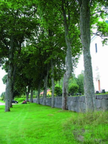 Trädkransen invid kyrkogårdens västra mur