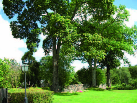 Runt den gamla delen av kyrkogården, utanför kyrkogårdsmuren, växer
en trädkrans som består av lönn och lind.