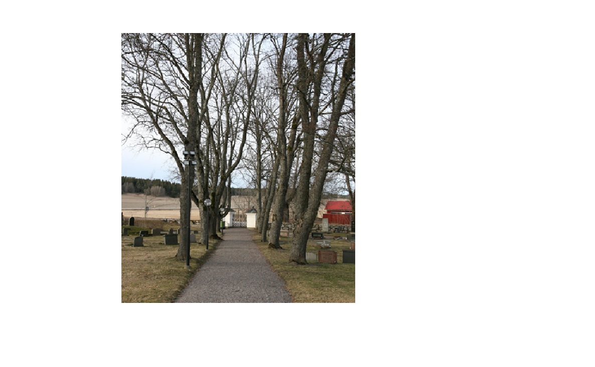 De gamla lövträden har stor betydelse för kyrkogårdens karaktär. 
Här ses allén mellan kyrktornet och nordvästra grinden
