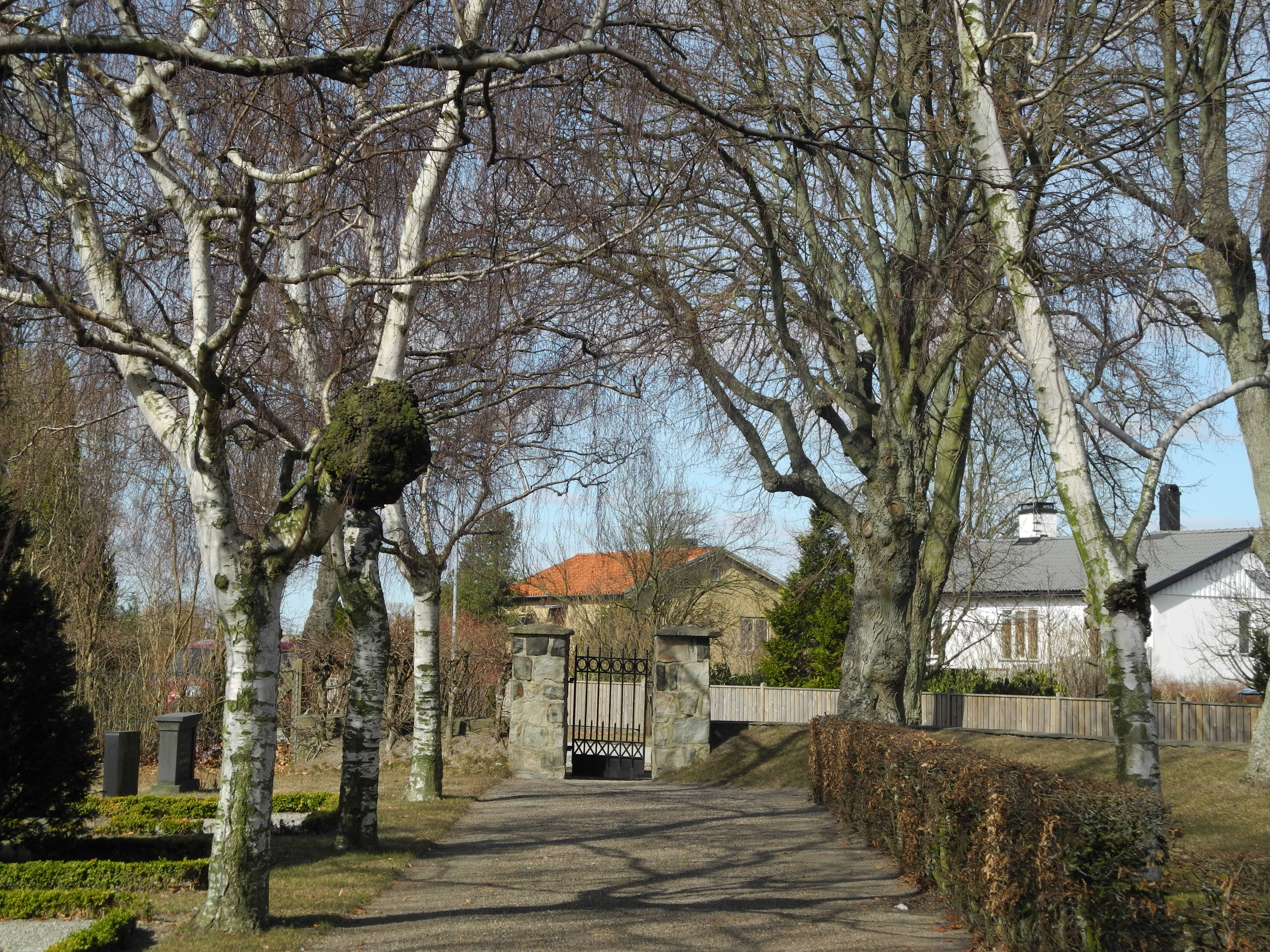 Flädie kyrkogård, björkallé i norra delen.